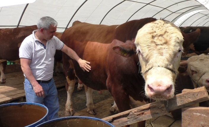 Sultangazi’de bin 540 kilo ağırlığındaki TOGG isimli dana alıcısını bekliyor