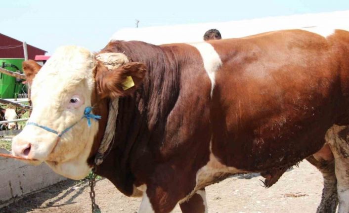 Sungurlu’da 1.2 tonluk yiğit, 135 bin liraya satıldı