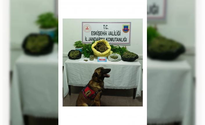 Şüpheli şahsın evinde 223 kök kenevir ve 1 kilo 895 gram kubar esrar ele geçirildi