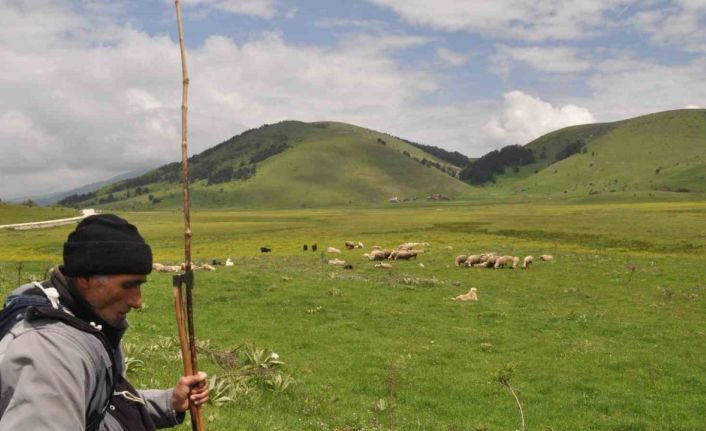 Sürünün peşinde 40 yıl geçirdi: Her gün kilometrelerce yol kat ediyor