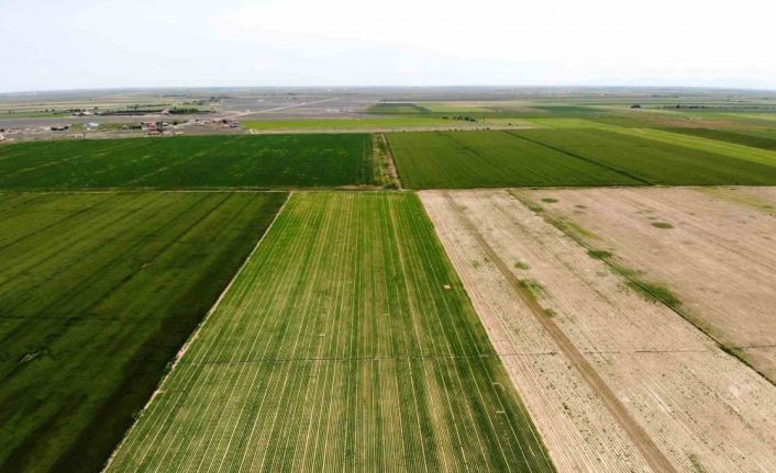 Tahıl ambarı Konya Ovası’nda kademeli havuç ekimi sürüyor