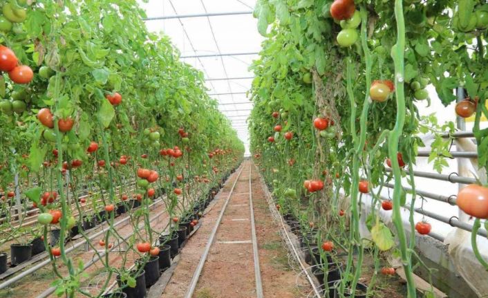 Tarımda “jeotermal" devri