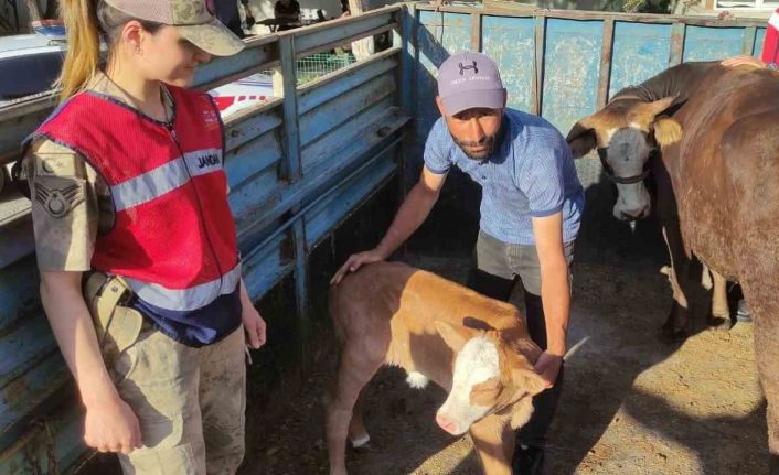 Tek ineğiydi çalındı, jandarma buldu