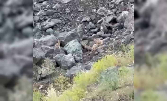 Tilki yavrularının oyun anları kamerada