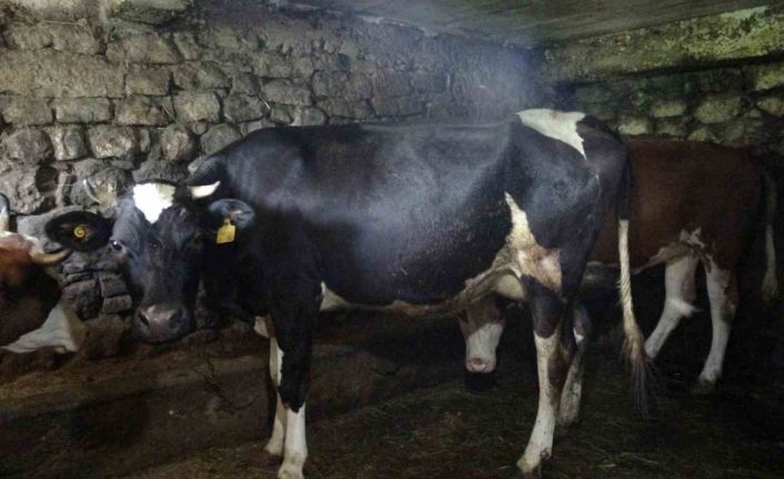 Trabzon’un 85 mahallesine şap hastalığı nedeniyle hayvan giriş ve çıkışı yasaklandı