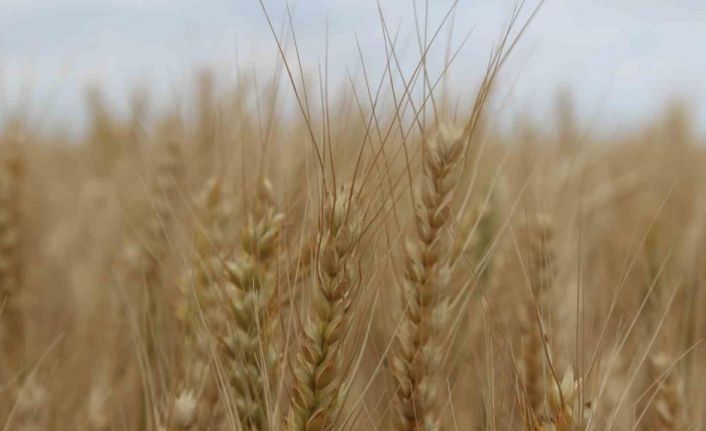 Trakya’da ekili alanlarda rekoltenin geçen seneye göre artması bekleniyor