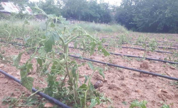 Tunceli’de dolu ekili alanlarda hasara yol açtı
