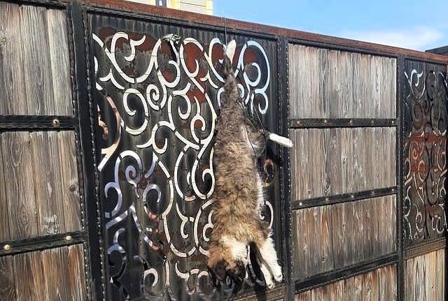 Turgutlu’da sokak köpeğini çiftlik evinin kapısına astılar