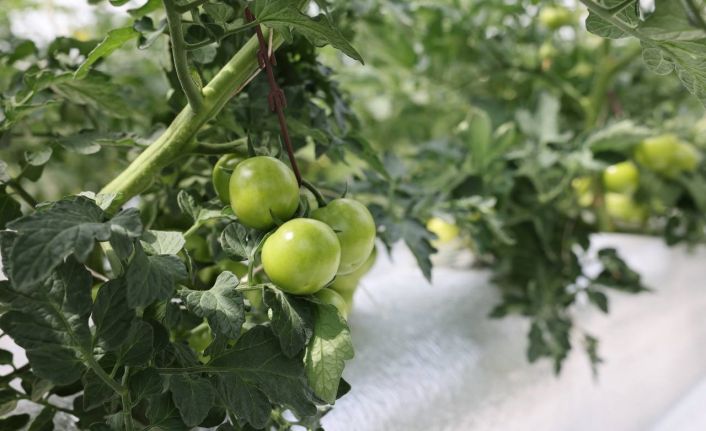 Türkiye’de ilk olan sistemin mahsulleri büyüdü, hasat şenlikle başlayacak