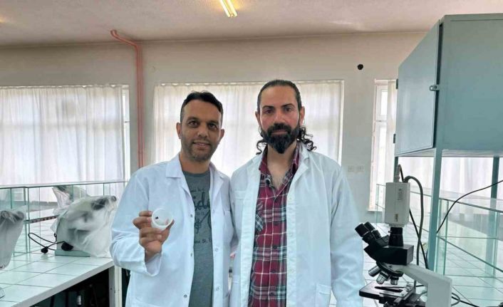 "Uğur böceği örümceği zehirsiz"