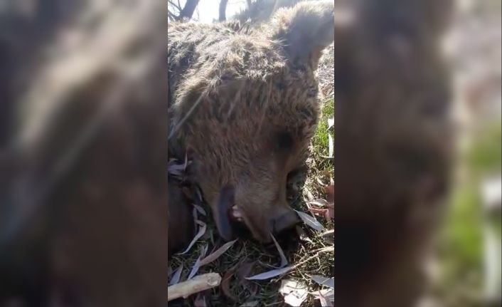 Uyuyor sandığı ayının ölü olduğunu anladı, o anları cep telefonuyla kaydetti