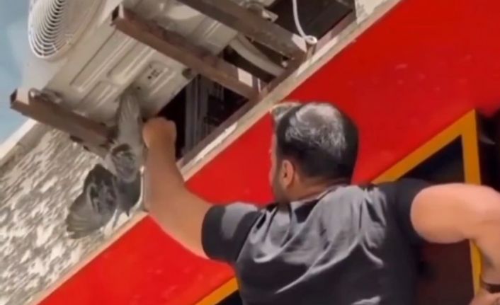 Van’da mahsur kalan güvercin ile kedi kurtarıldı