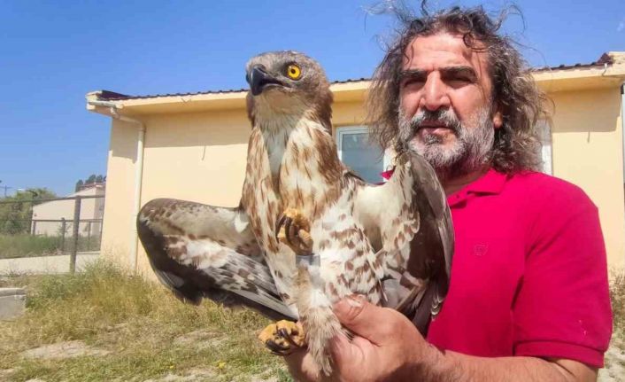 Van’da tedavileri tamamlanan arı şahinleri doğaya bırakıldı