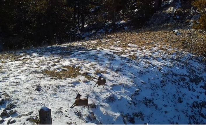 Vaşağın avlanma mücadelesi fotokapana yansıdı