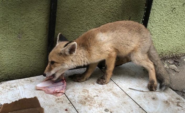 Vatandaşların bulduğu yavru tikiler koruma altında