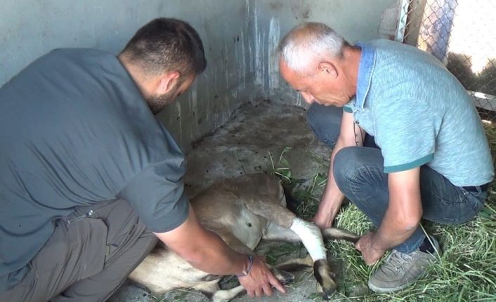 Yaban keçisi, köpeklerin saldırısından baraj gölüne atlayarak kurtuldu