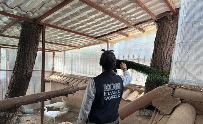 Yabani hayvan çiftliğine dönüştürülen villaya operasyon: 12 geyik ve 6 tavus kuşuna el konuldu