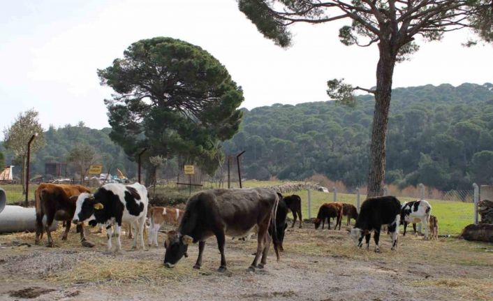 Yangınsavar inekler, askeri alanı yangından korumak için otluyor