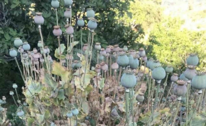 Yasadışı ekime Jandarma baskını