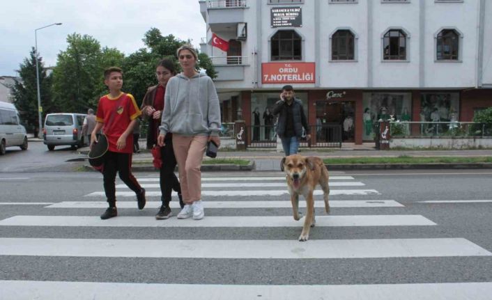 Yaya geçidinin ‘Sadık’ bekçisi köpek, karşıya geçen insanlara yardım ediyor