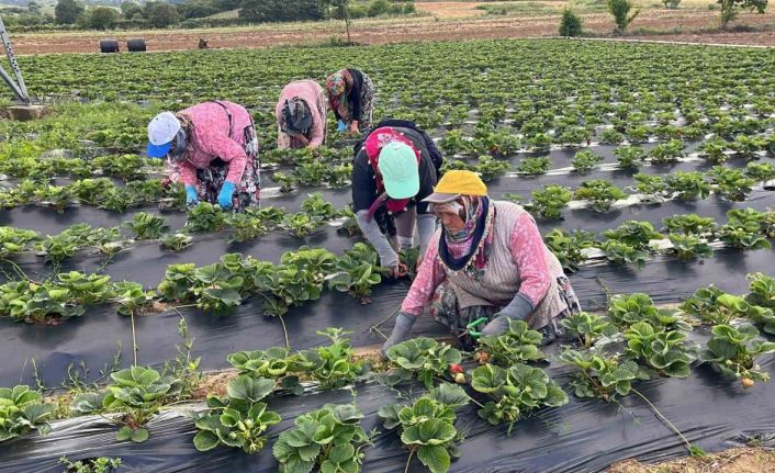 Yenice çileği üreticinin yüzünü güldürdü