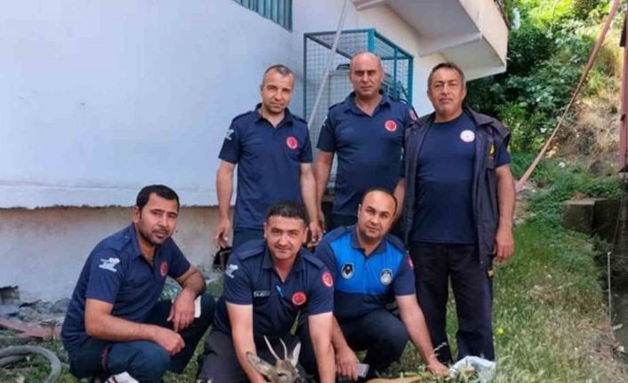 Yerleşim yerine inen yaralı dağ ceylanı tedavisi sonrası doğaya salındı