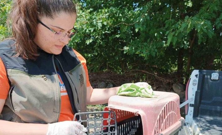 Yorgun bulunan kukumav kuşu tekrar doğaya bırakıldı