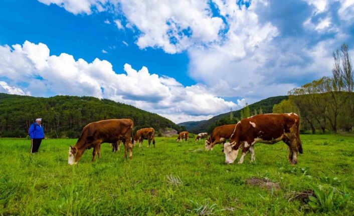 Yozgat yağışlarla birlikte yeşile büründü