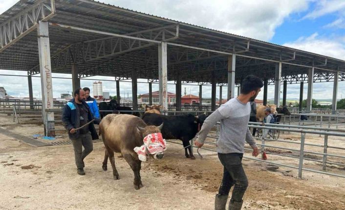 Yozgat’ta hayvan pazarları kurulmaya başladı