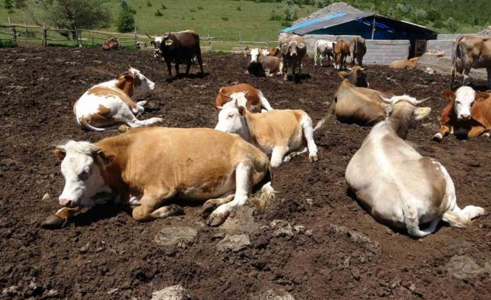 Yozgat’tan büyükşehirlere kurbanlık sevkiyatı başladı