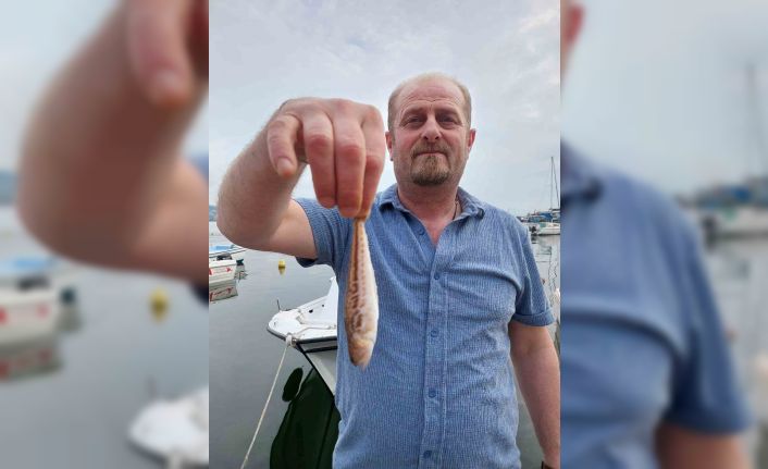 Zonguldaklı balıkçıların ağına zehirli trakonya takıldı