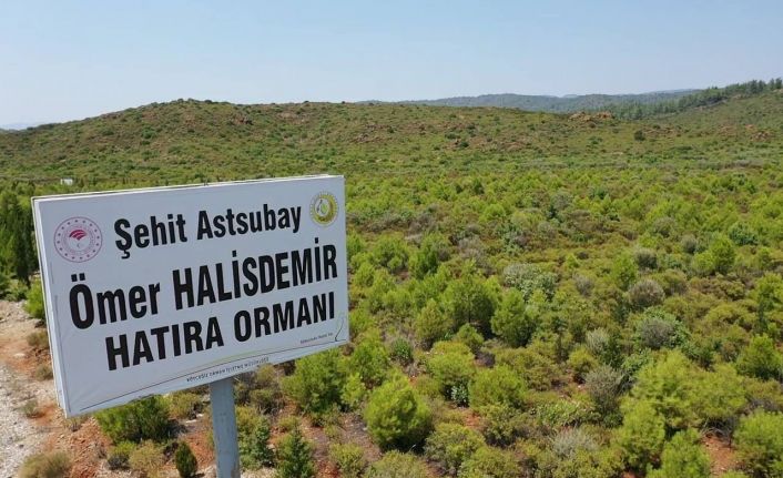 15 Temmuz Şehitleri ve Demokrasi Hatıra Ormanları’nda bugüne kadar 300 bin fidan toprakla buluşturuldu