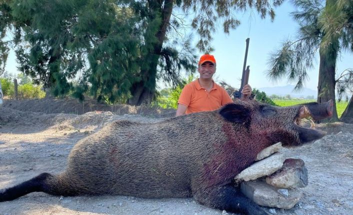 250 kiloluk dev domuz, avcılar tarafından vuruldu