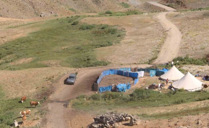 2 bin 500 rakımlı dağın zirvesinde soğuk su etrafında yetişiyor, yemek ve çökelekleri tatlandırıyor