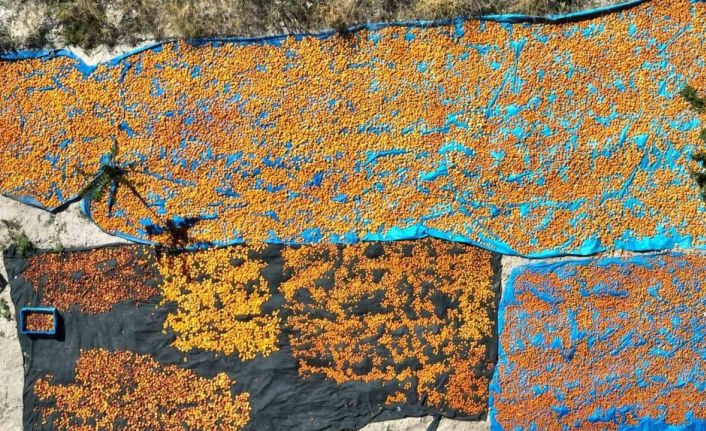 30 bin ton rekolte elde edilen Gürün kayısısı markalaşma yolunda ilerliyor