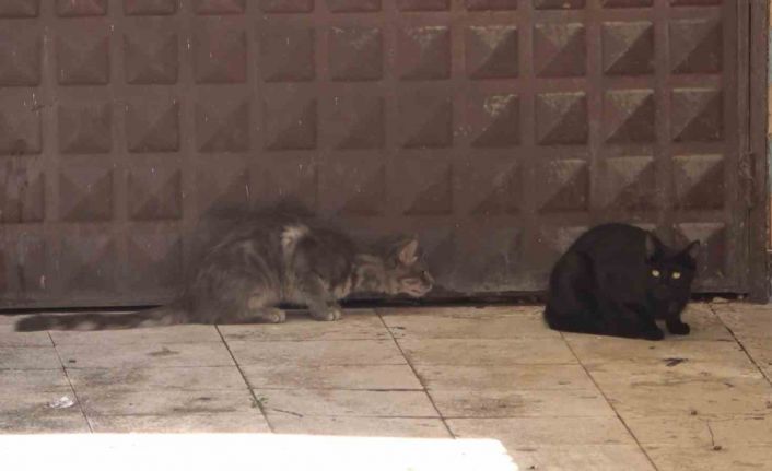 3 gündür mahsur kalan kedi kurtarılmayı bekliyor: Annesi garaj kapısında nöbet tutuyor