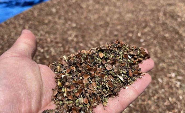 3 yıl önce deneme amacıyla ekilmişti: Çölyak hastalarının besin kaynağı karabuğdayda yüksek verim