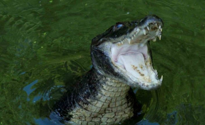 ABD’de timsahın saldırdığı kadın öldü