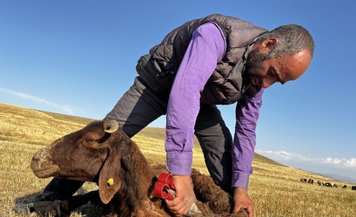 Ağrı’da koyun kırkma mesaisi başladı