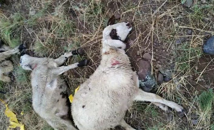 Ağrı’da yıldırım düşmesi sonucu bir çoban yaralandı, 30 koyun telef oldu