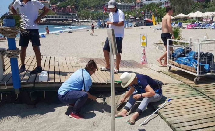 Alanya’da yuvadan çıkamayan caretta carettalar için seferberlik