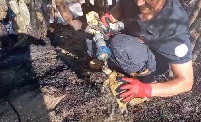 Alevlerin arasından yaşama dönen kaplumbağa, itfaiye erinin sevinci oldu