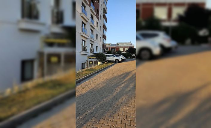 Ankara’da aç kalan tilki yerleşim merkezine indi