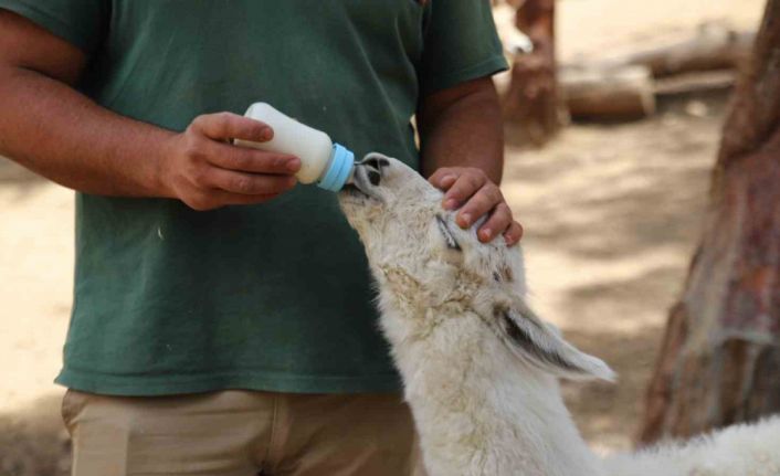 Annesi tarafından terk edilen lamaya bakıcıları sahip çıktı