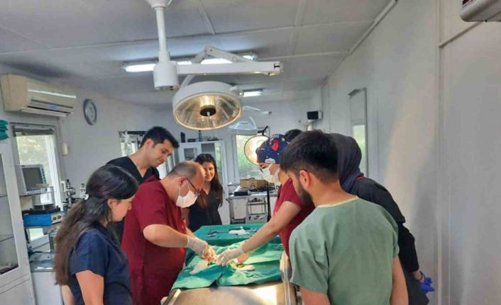 Araç çarpan kedi yapılan operasyonla hayata tutundu