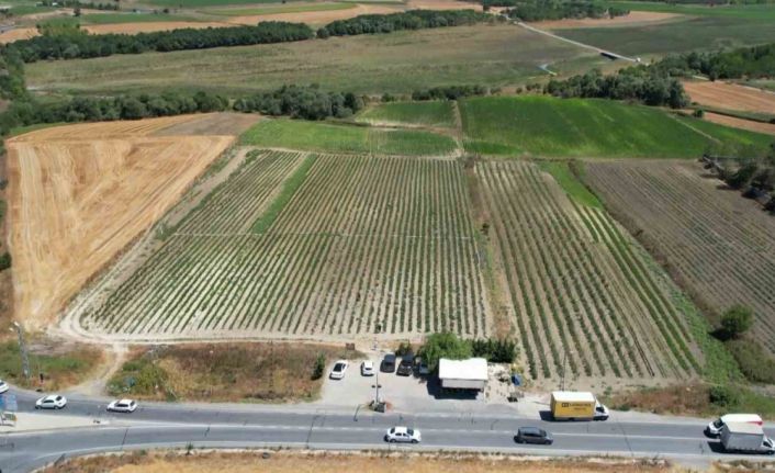 Arnavutköy’de bakanlık destekli projeye yoğun ilgi: Kadınlar yetiştiriyor, vatandaş topluyor