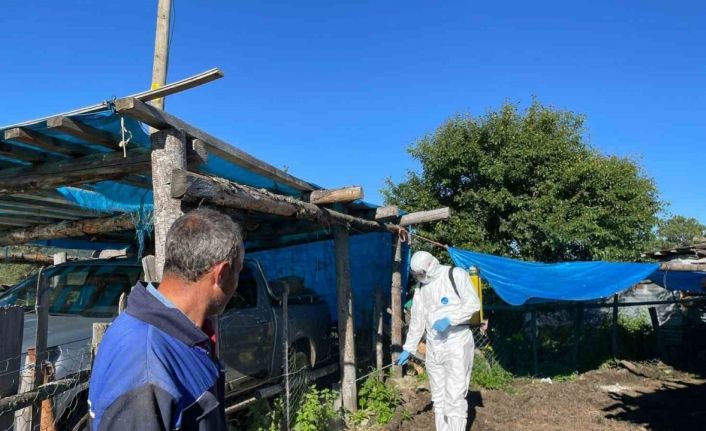 Artvin’de şap hastalığı nedeniyle 4 ilçede canlı hayvan ticaretine kısıtlama geldi