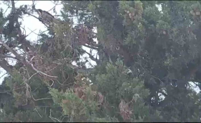 Ayağına ip takılınca ağaçta mahsur kalan karganın imdadına itfaiye yetişti