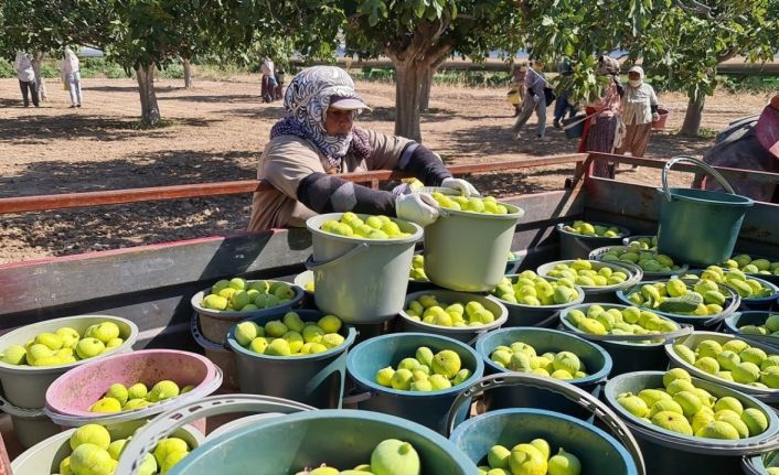 Aydın’da siyah ve sarılop çeşidi taze incirin hasat ve ihraç tarihleri belirlendi