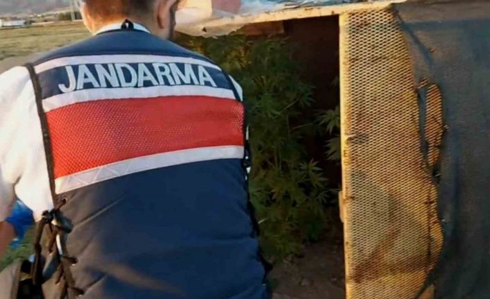 Bahçesine baraka yapıp özel bölmelerde kenevir yetiştirdi